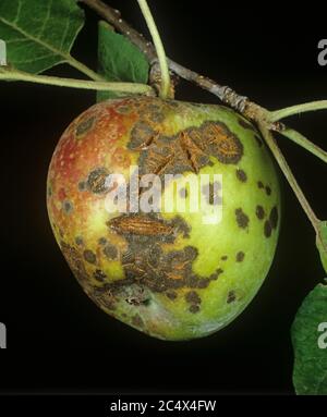 Scab di mela (Venturia inaequalis) lesioni e cracking su frutta matura, New York state, USA, settembre Foto Stock