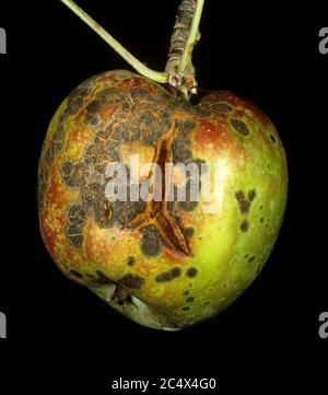 Scab di mela (Venturia inaequalis) lesioni e cracking su frutta matura, New York state, USA, settembre Foto Stock