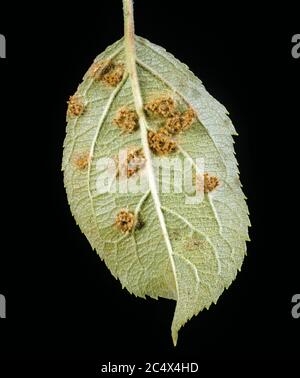 Cedar Apple Rust (Gymnosporangium juniperi-virginianae) pustole sul lato inferiore di una foglia di mela, New York, USA, settembre Foto Stock