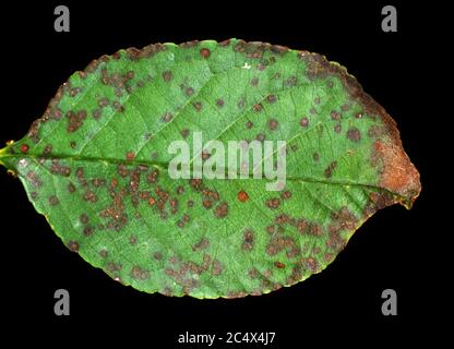 Macchia di foglia di ciliegio (Blumeriella jaaaapi) piccole lesioni circolari fungine malattia sulla foglia di una foglia di ciliegia acra, New York, USA, settembre Foto Stock