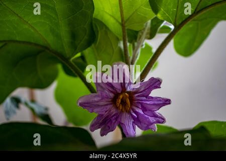 Nel giardino sul balcone fiorisce la pianta di melanzane, un piccolo fiore viola. Foto Stock