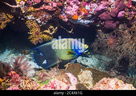 Angelfish semicircolare [Pomacanthus semicirculatus] nuoto sulla barriera corallina. Parco Nazionale di Komodo, Indonesia. Indo-pacifico. Foto Stock