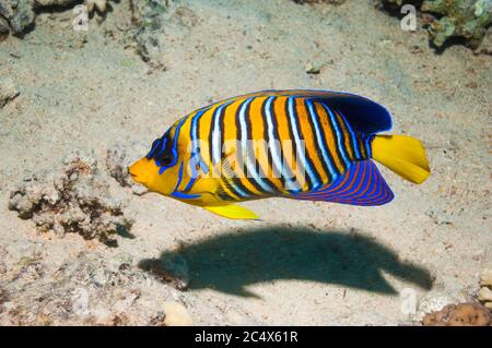 Regal Angelfish [Pygoplites diacanthus]. Egitto, Mar Rosso. Foto Stock