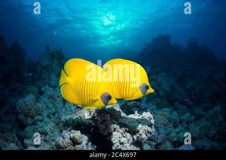 Pesce farfalla d'oro (Chaetodon semilarvatus) che nuotano sopra la barriera corallina. Mar Rosso, Egitto. Foto Stock