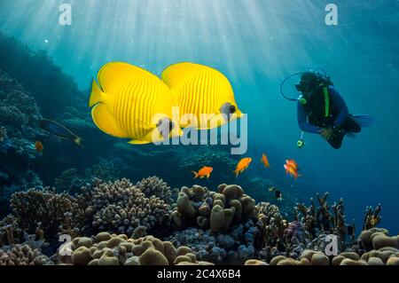 Coppia di pesci butterflyfish dorati (Chaetodon semilarvatus) con un subacqueo maschile in background. Egitto, Mar Rosso. Foto Stock