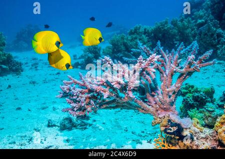 Pesce farfalla d'oro [Chaetodon semilarvatus] sopra corallo da tavolo di Acropura sulla barriera corallina. Egitto, Mar Rosso. Foto Stock