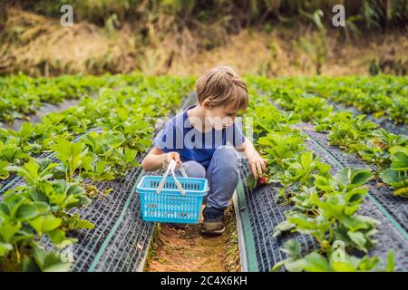 Piccolo bambino in estate su piantagione di fragole biologiche, raccogliendo le bacche Foto Stock