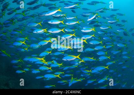 Scuola di Yellowback fusiliers [Ceasio teres]. Papua occidentale, in Indonesia. Foto Stock