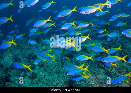 Scuola di Yellowback fusiliers [Ceasio teres]. Papua occidentale, in Indonesia. Foto Stock