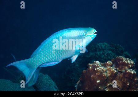 Pesce Parrotfish (Scarus vetula), fase terminale. Maschio. Bonaire, Antille Olandesi, Caraibi, Oceano Atlantico. Foto Stock
