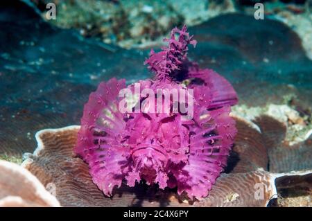 Paddle-lembo scorfani [Rhinopias eschmeyeri]. Puerto Galera, Filippine. Foto Stock