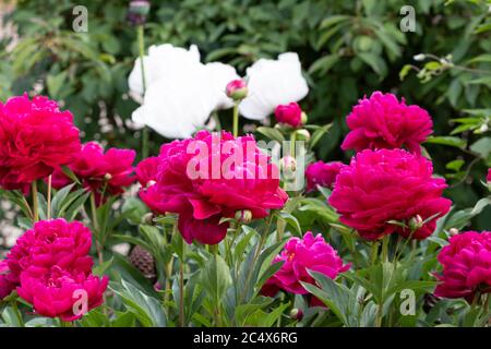 fiori di peonia in rosa nel giardino primaverile Foto Stock