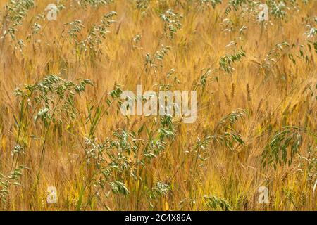 Il fiocero maturo, un mix di orzo e avena in una calda giornata estiva in Franconia, Baviera, Germania Foto Stock