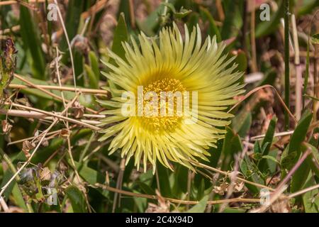 Carpobrotus edulis, fico ottocentotto in fiore Foto Stock