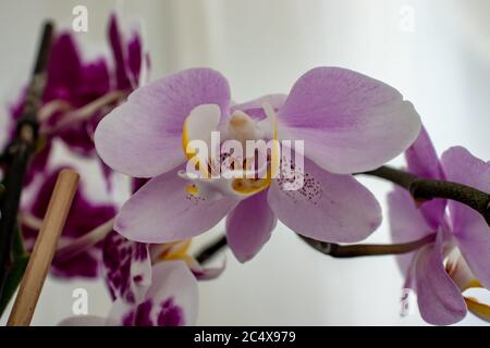 In primo piano, il fiore di orchidee, un fiore delicato dai colori tenui, dal bianco al rosa. Foto Stock