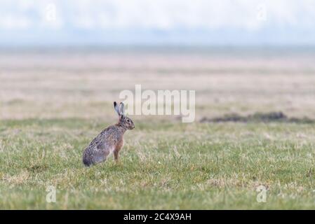 Un europeo lepre (Lepus europaeus) è seduto in posizione eretta in un campo e sta guardando i suoi dintorni. Foto Stock