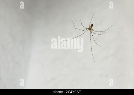 Daddy-long-leg ragno (Phalangioides di Pholcus) attivo in estate preferisce gli edifici molto lunghe le gambe un corpo stretto e di solito trovato appeso capovolto Foto Stock