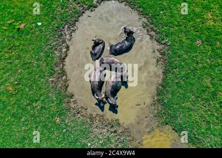 Bufali in un buco d'acqua accanto al lago Kerkini nel nord della Grecia in una giornata di sole. Scatto aereo con drone Foto Stock