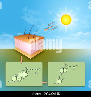 La sintesi della vitamina D attraverso l'esposizione della pelle ai raggi UV. Illustrazione digitale. Foto Stock