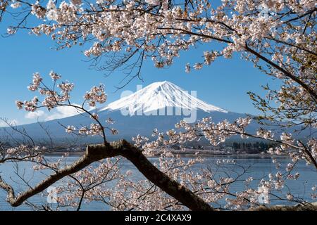 Monte Fuji e fiori di ciliegia al lago Kawaguchi in primavera Foto Stock