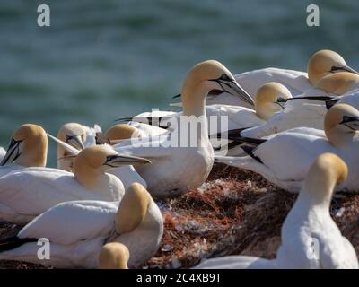 gannet (Morus bassanus), scogliera di uccelli, costa occidentale della scogliera, isola di Helgoland, distretto di Pinneberg, Schleswig-Holstein, Germania, Europa Foto Stock