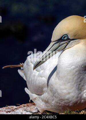 gannet (Morus bassanus), scogliera di uccelli, costa occidentale della scogliera, isola di Helgoland, distretto di Pinneberg, Schleswig-Holstein, Germania, Europa Foto Stock