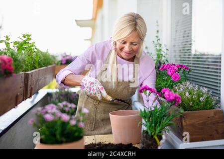 Donna anziana che fa giardinaggio sul balcone in estate, che piantano fiori. Foto Stock