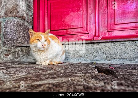 Gatto riposante di fronte ad una porta di legno rosso, in un villaggio di Lesvos, Grecia Foto Stock