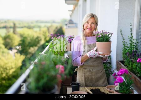 Donna anziana che fa giardinaggio sul balcone in estate, che piantano fiori. Foto Stock