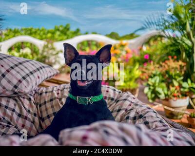 Un piccolo chihuahua nero felice sorridente mentre si siede in una sedia su un balcone tropicale. Foto Stock