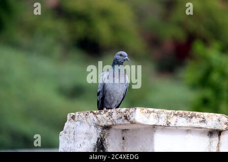 Pigeon su un terreno o marciapiede in una città. Pigeon in piedi. Colomba o piccione Foto Stock