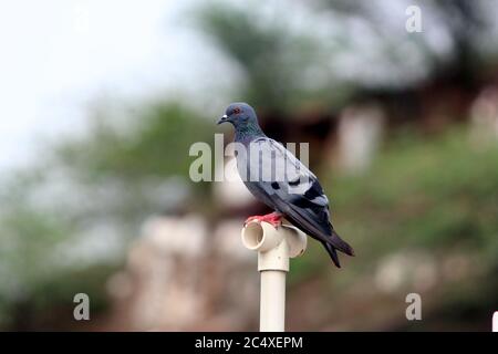 Pigeon su un terreno o marciapiede in una città. Pigeon in piedi. Colomba o piccione Foto Stock