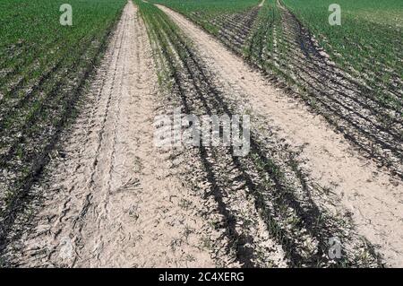 GERMANIA, la diffusione di slurry in campo di grano, slurry da stalle di bestiame aumentano il contenuto di nitrato in falda, suolo e piante di grano Foto Stock