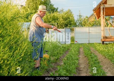 Un uomo anziano in un cappello spruzzi un insetticida sulle cime delle patate. La lotta contro il coleottero di patate del Colorado e altri insetti nocivi. Estate Foto Stock