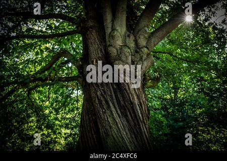 Botanic Royal Tree a Londra, Regno Unito Foto Stock