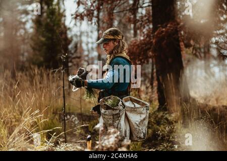 Uomo che lavora in foresta che piantano nuovi piantine di pino. Piantatrice di alberi per la conservazione della foresta. Foto Stock