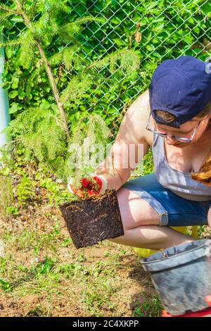 Lavoro in giardino. Donna tiene la piantina di abete rosso per piantare nel giardino Foto Stock