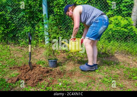 Lavoro in giardino. Donna che annaffiatura un abete seedling prima di piantare Foto Stock