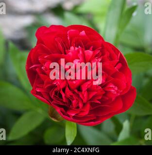 Un fiore rosso di Peony comune Foto Stock