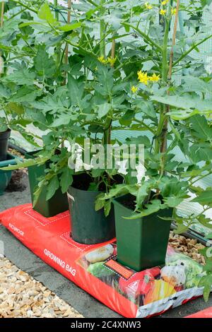 Solanum lycopersicum. Piante di pomodoro che crescono in pentole senza fondo messe in una borsa di crescita per aumentare il volume di composto disponibile alla pianta. Foto Stock