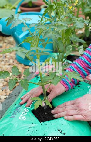 Solanum lycopersicum. Piantando piante di pomodoro in un sacchetto crescente in una serra. REGNO UNITO Foto Stock