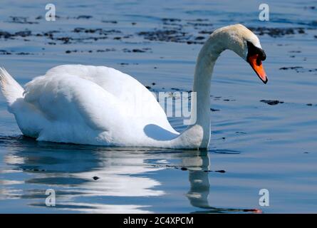 Uno Swan soldo sul lago marino di Southport. Estate 2020. Foto Stock