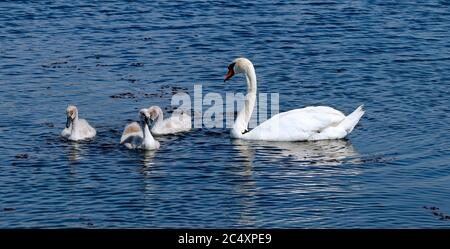 Swan e Signets sul lago marino Southport. Estate 2020. Foto Stock