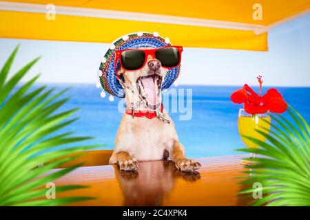 coppia di cani ubriachi con occhiali da sole nelle vacanze estive con cocktail al beach bar club, dietro le palme Foto Stock