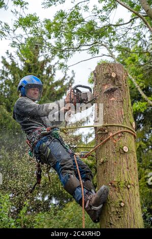 Un chirurgo dell'albero o Arborista usando una motosega per tagliare giù un ceppo dell'albero. Foto Stock