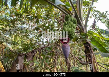 Un grosso mazzo di banane selvatiche appese sull'albero con il fiore di banana ancora attaccato su di esso. Concetto di piantagione naturale, ecologica, di bio-frutta. Foto Stock