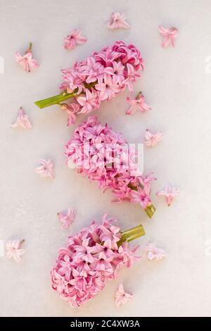 Immagine dall'alto di hyacinthus rosa su sfondo grigio chiaro. Foto Stock