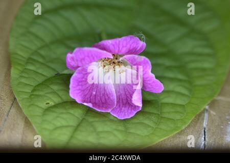 Una fotografia in primo piano di una rosa rosa in miniatura. Foto Stock