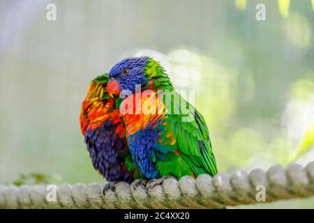 Colorful Rainbow Lorikeets (Trichoglossus moluccanus) in Lorikeet Lagoon, Wild Asia, Chessington World of Adventures parco a tema a Surrey, se Inghilterra Foto Stock