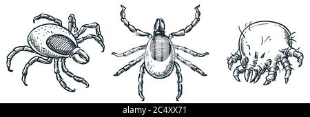 Sangue succhiando le zecche ixodes e polvere acaro icone bug, isolato su sfondo bianco. Illustrazione dello schizzo disegnata a mano dal vettore. Parassiti di insetto di cui morde a. Illustrazione Vettoriale